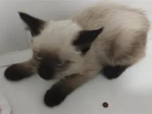Gato raça SRD-ViraLata idade Abaixo de 2 meses nome Fofinho