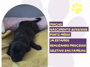 Cachorro raça SRD-ViraLata idade 2 a 6 meses nome Alvin