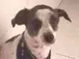 Lupi