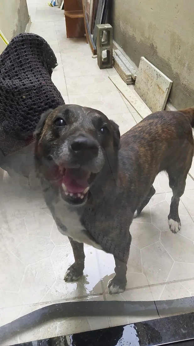 Cachorro raça SRD-ViraLata idade 6 ou mais anos nome Sleep