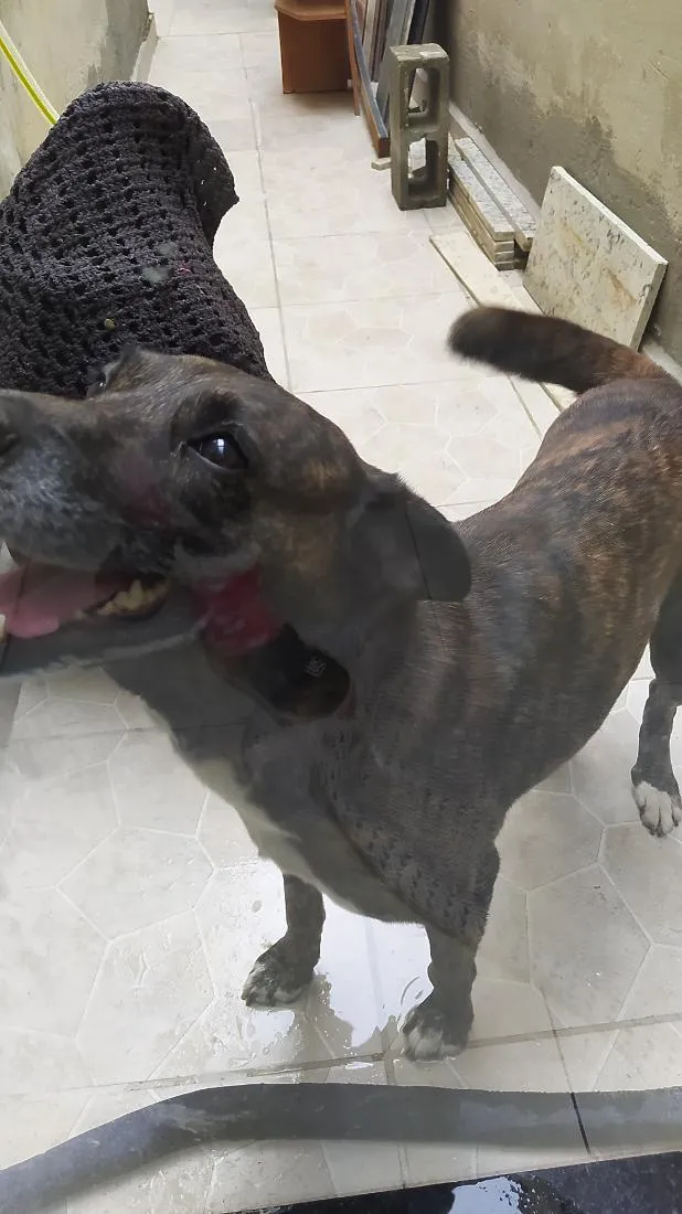 Cachorro raça SRD-ViraLata idade 6 ou mais anos nome Sleep