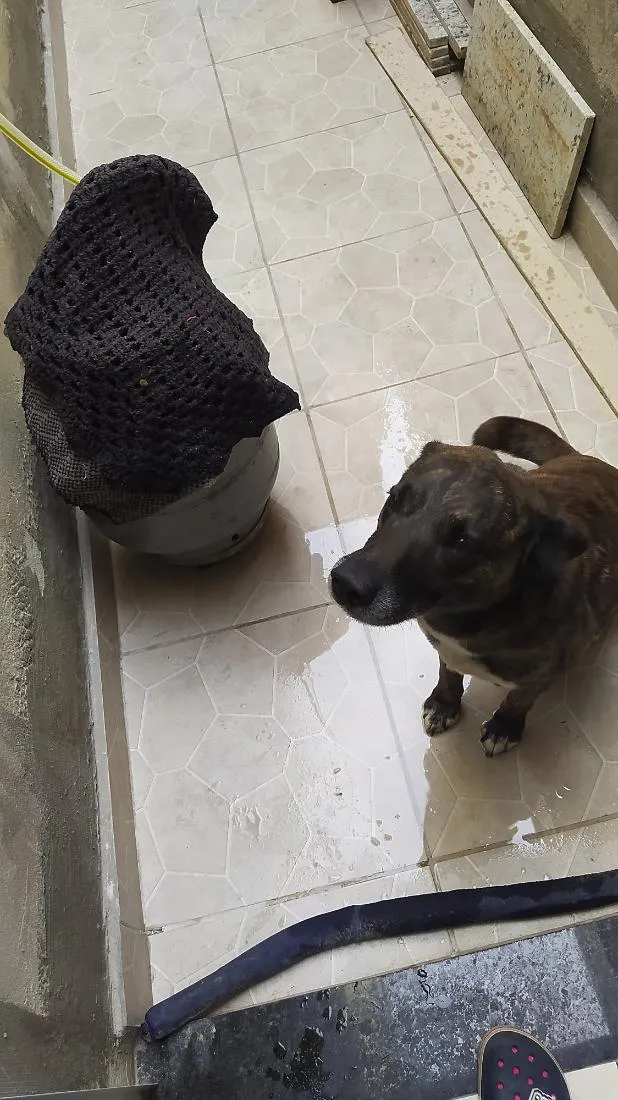 Cachorro raça SRD-ViraLata idade 6 ou mais anos nome Sleep
