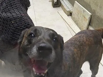 Cachorro raça SRD-ViraLata idade 6 ou mais anos nome Sleep