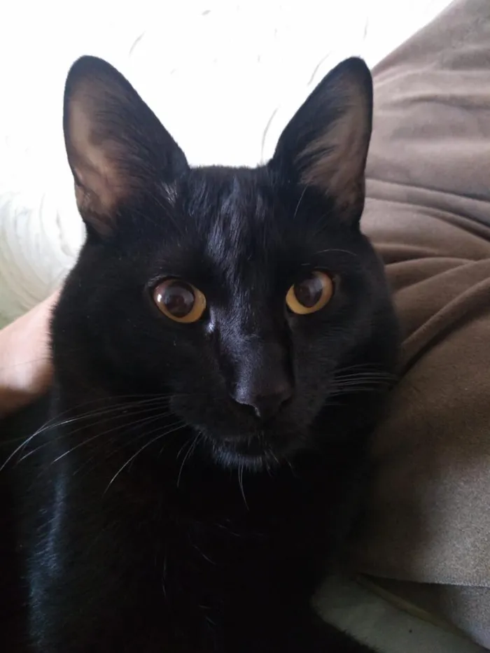 Gato raça SRD-ViraLata idade 2 anos nome Pantera