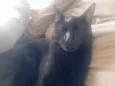 Pantera