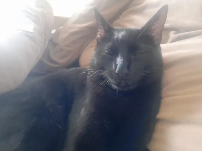 Gato raça SRD-ViraLata idade 2 anos nome Pantera