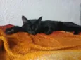 Pantera