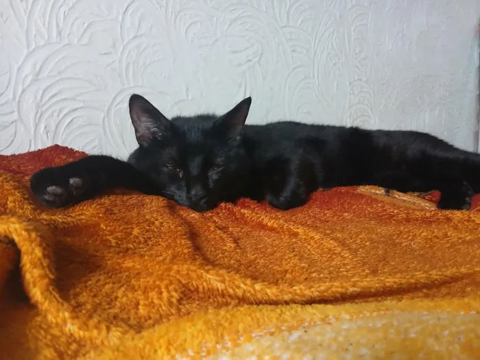 Gato raça SRD-ViraLata idade 2 anos nome Pantera