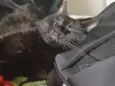 Pantera