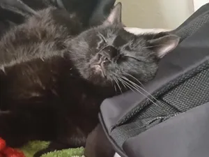 Gato raça SRD-ViraLata idade 2 anos nome Pantera