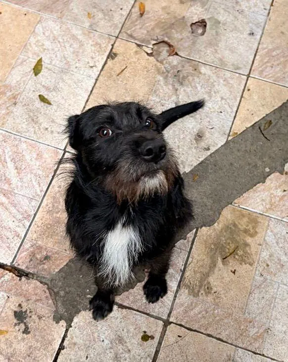 Cachorro raça SRD-ViraLata idade 1 ano nome Neguinho