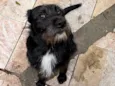 Neguinho