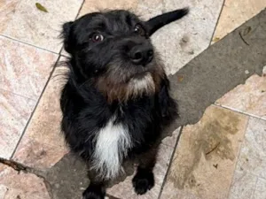 Cachorro raça SRD-ViraLata idade 1 ano nome Neguinho