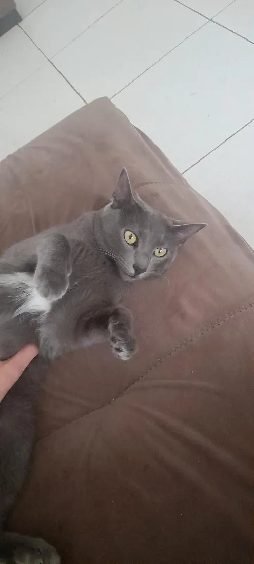 Gato raça SRD-ViraLata idade 2 anos nome Kiara