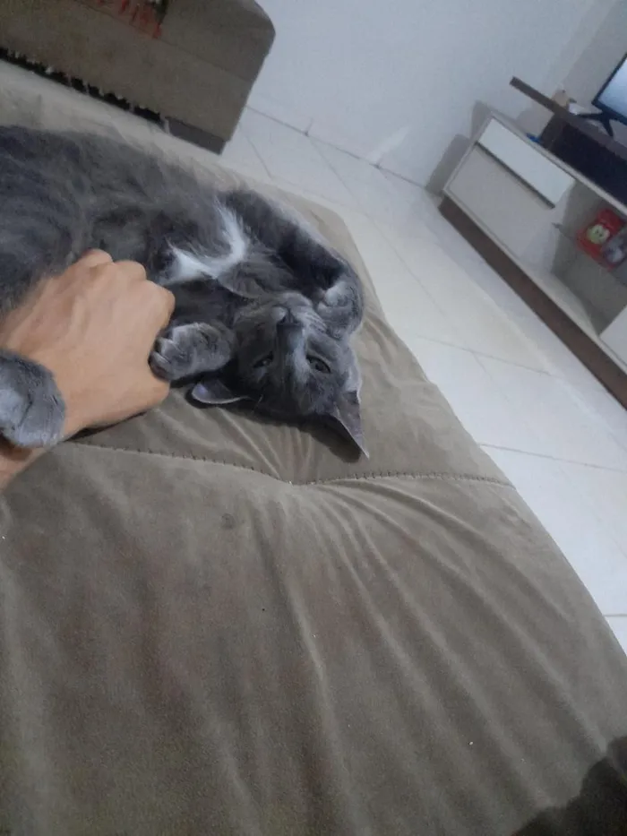 Gato raça SRD-ViraLata idade 2 anos nome Kiara