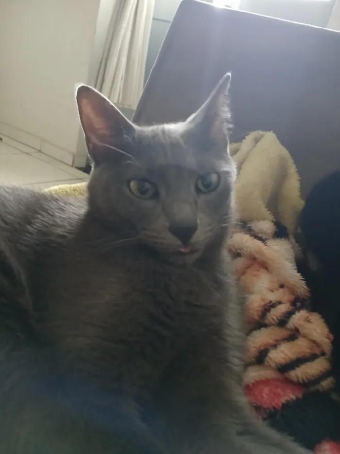 Gato raça SRD-ViraLata idade 2 anos nome Kiara