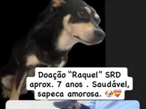 Cachorro raça SRD-ViraLata idade 6 ou mais anos nome Raquel