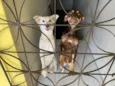 princesa  e branquinha 