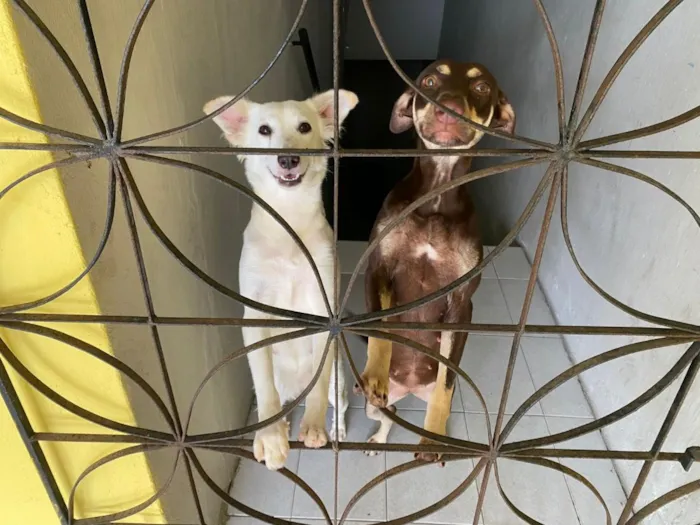 Cachorro raça SRD-ViraLata idade 1 ano nome princesa  e branquinha 