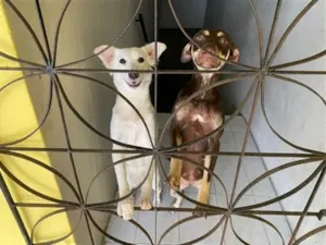 Cachorro raça SRD-ViraLata idade 1 ano nome princesa  e branquinha 