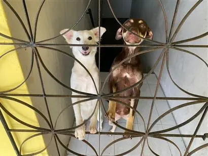 Cachorro raça SRD-ViraLata idade 1 ano nome princesa  e branquinha 