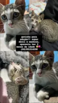 Gatinha