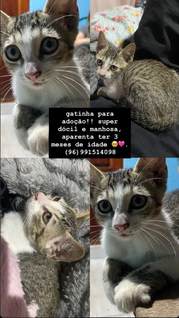Gato raça SRD-ViraLata idade 2 a 6 meses nome Gatinha