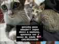 Gatinha