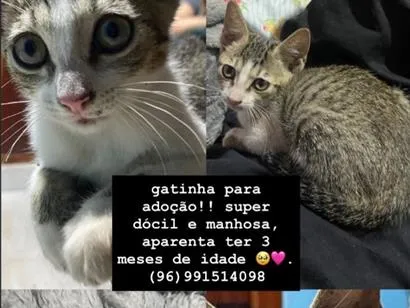 Gato raça SRD-ViraLata idade 2 a 6 meses nome Gatinha