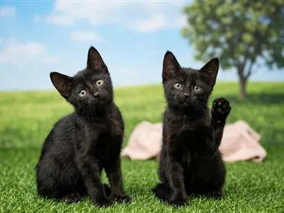 Gato raça SRD-ViraLata idade 2 a 6 meses nome Lilica, leleca, pantera. 