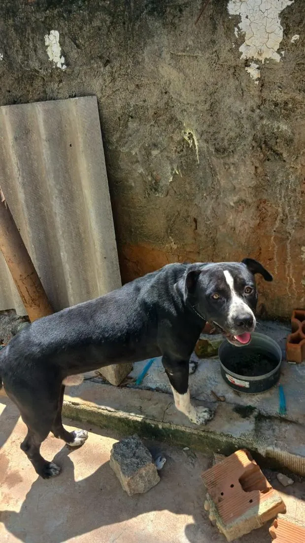 Cachorro raça Pit-Bull idade 1 ano nome petruchio