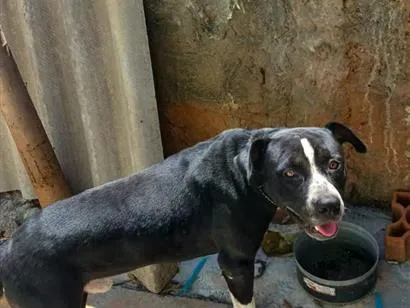 Cachorro raça Pit-Bull idade 1 ano nome petruchio