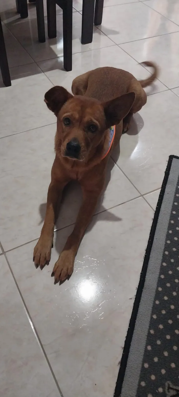 Cachorro raça SRD-ViraLata idade 6 ou mais anos nome Biscui