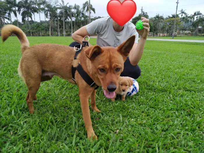 Cachorro raça SRD-ViraLata idade 6 ou mais anos nome Biscui