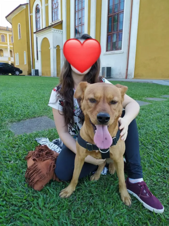 Cachorro raça SRD-ViraLata idade 6 ou mais anos nome Biscui