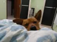Biscui