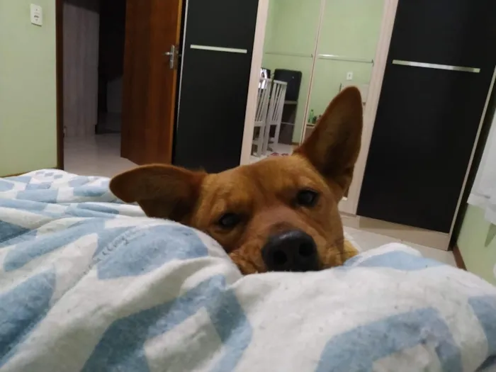 Cachorro raça SRD-ViraLata idade 6 ou mais anos nome Biscui