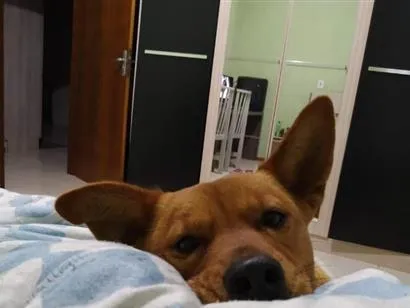 Cachorro raça SRD-ViraLata idade 6 ou mais anos nome Biscui
