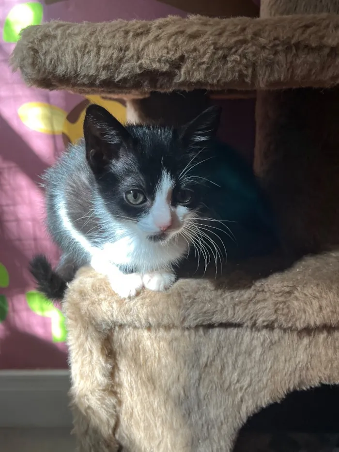 Gato raça SRD-ViraLata idade Abaixo de 2 meses nome Benta