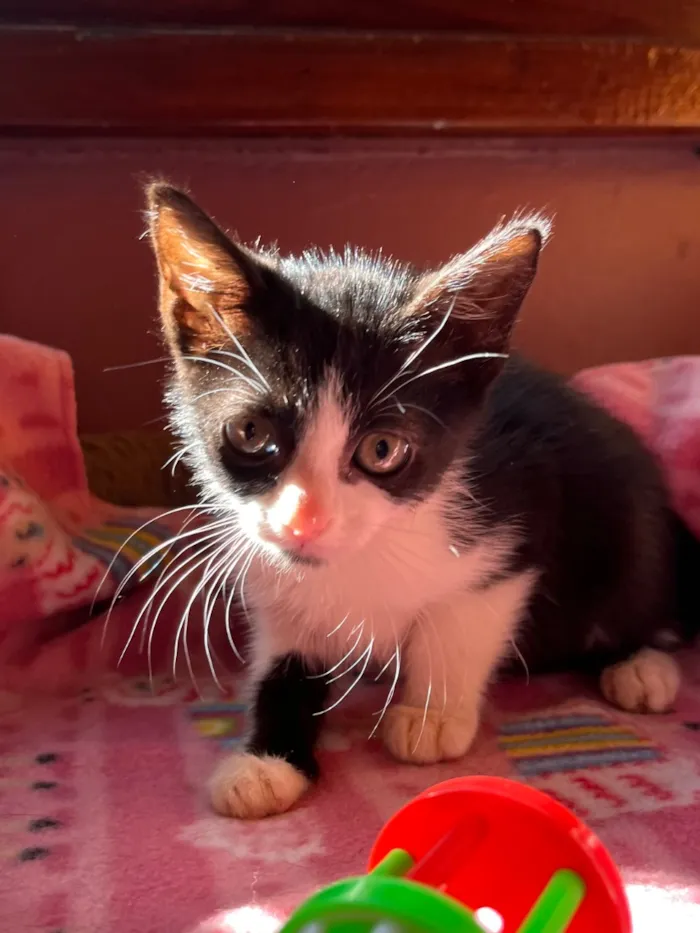 Gato raça SRD-ViraLata idade Abaixo de 2 meses nome Benta
