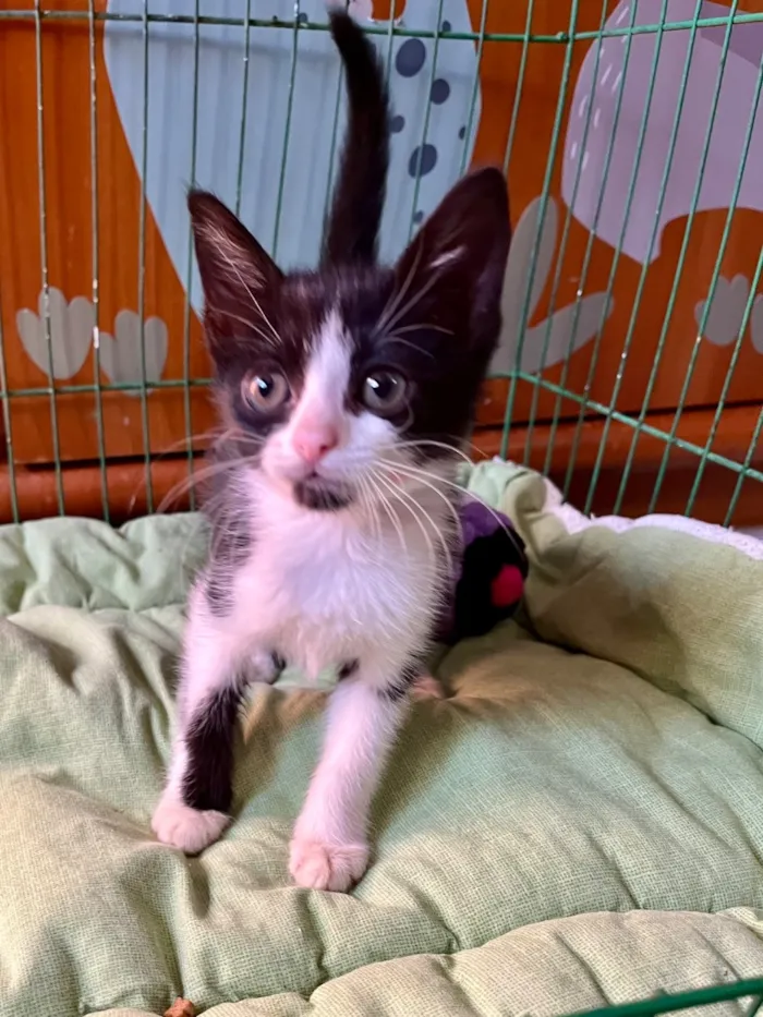 Gato raça SRD-ViraLata idade Abaixo de 2 meses nome Benta