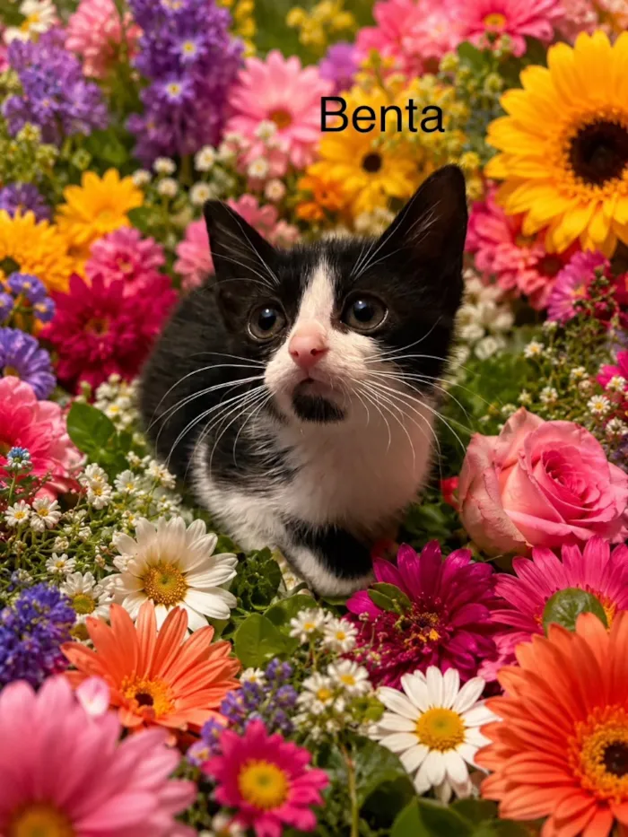 Gato raça SRD-ViraLata idade Abaixo de 2 meses nome Benta
