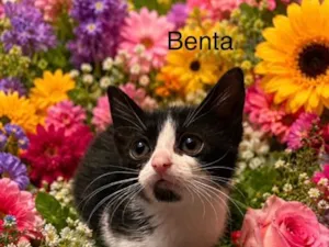 Gato raça SRD-ViraLata idade Abaixo de 2 meses nome Benta