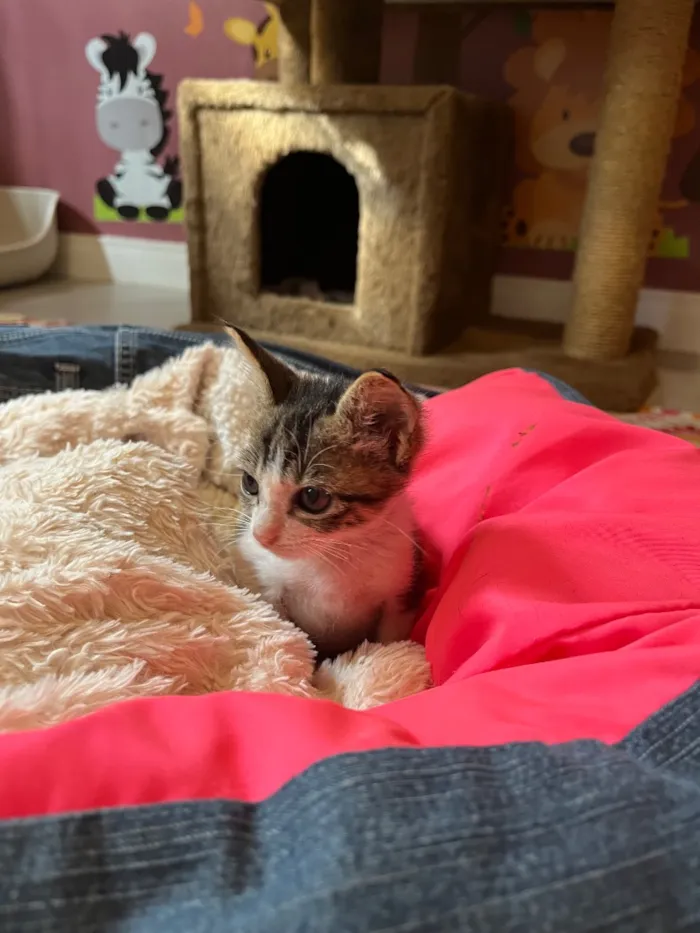 Gato raça SRD-ViraLata idade Abaixo de 2 meses nome Dedé