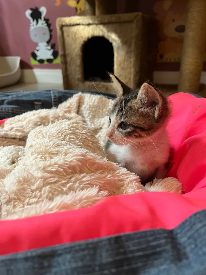 Gato raça SRD-ViraLata idade Abaixo de 2 meses nome Dedé