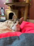 Dedé