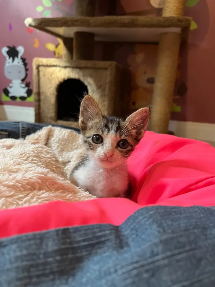 Gato raça SRD-ViraLata idade Abaixo de 2 meses nome Dedé