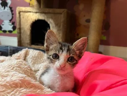 Gato raça SRD-ViraLata idade Abaixo de 2 meses nome Dedé