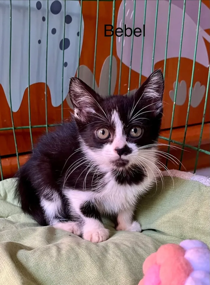 Gato raça SRD-ViraLata idade Abaixo de 2 meses nome Bebel