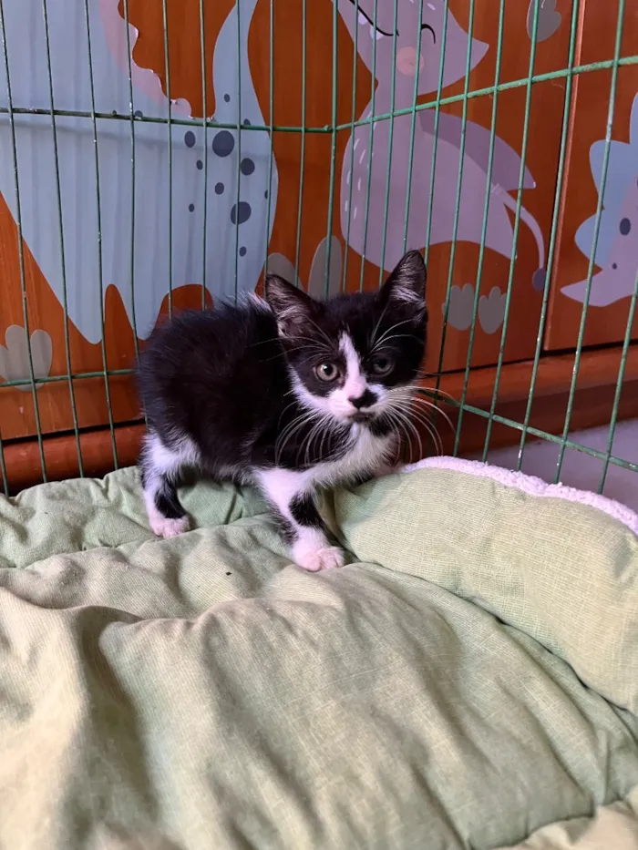 Gato raça SRD-ViraLata idade Abaixo de 2 meses nome Bebel